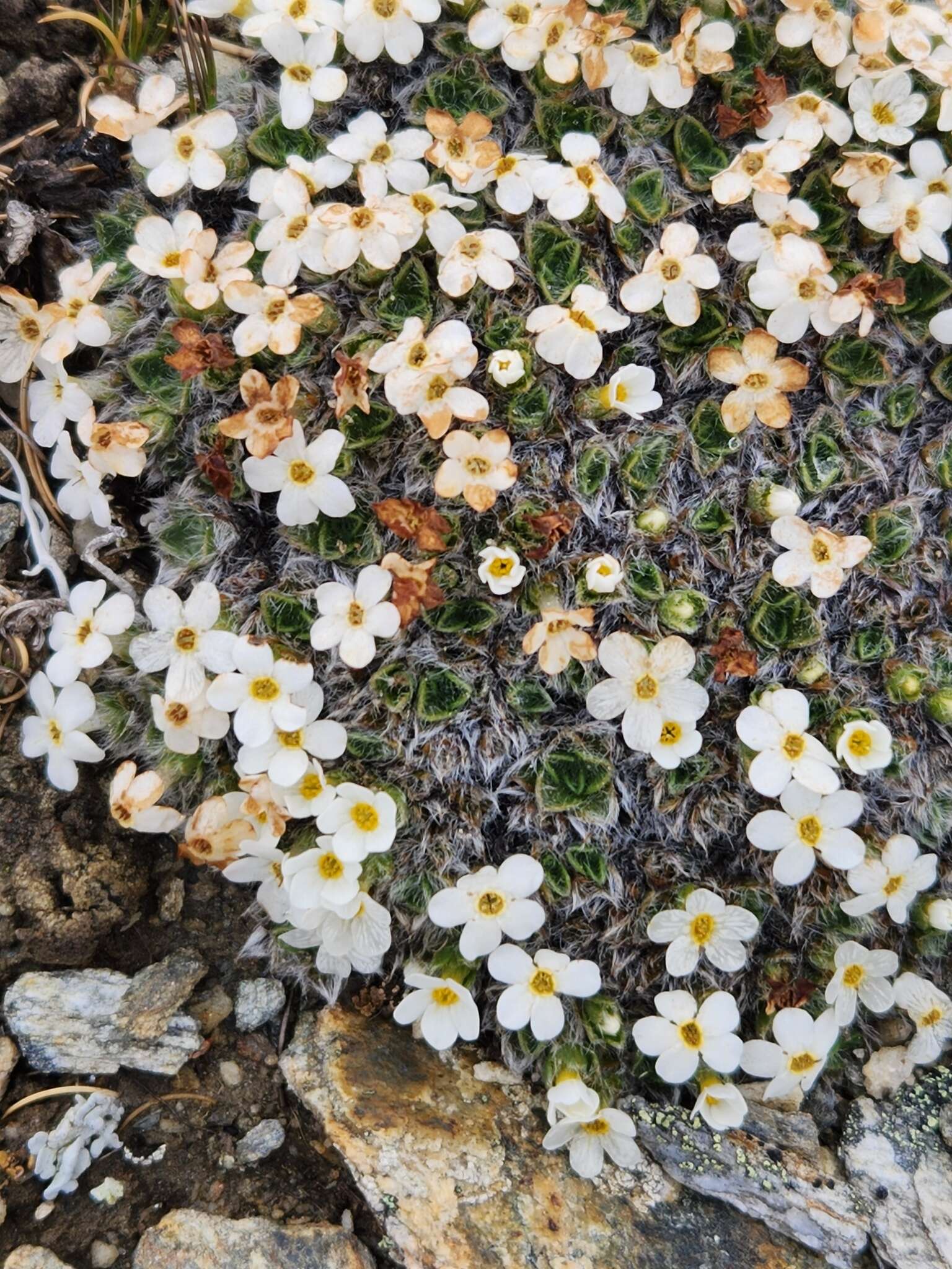 Image of Myosotis pulvinaris Hook. fil.