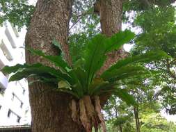 Слика од Asplenium nidus L.