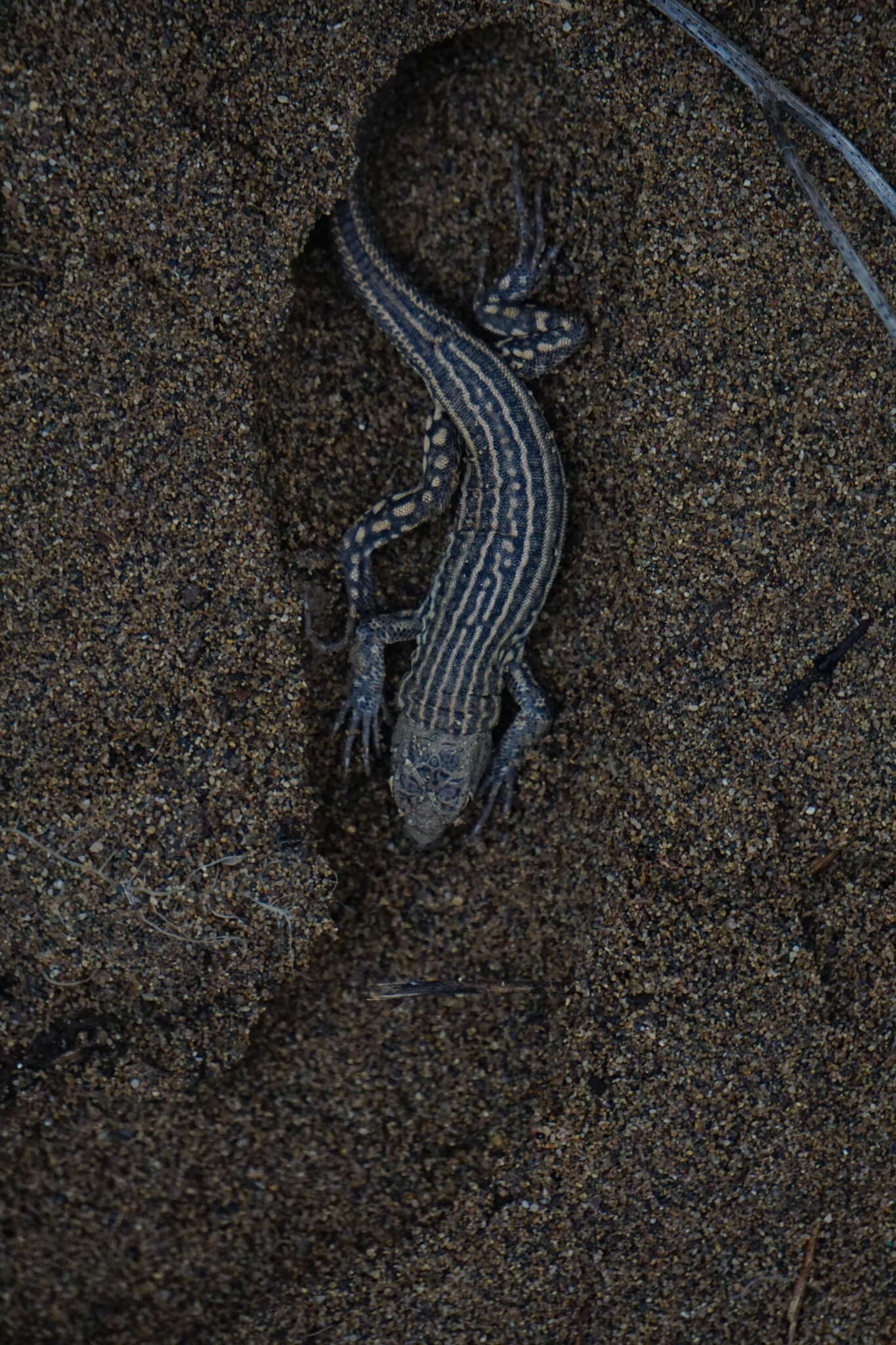 Image of Schreiber's Fringe-fingered Lizard