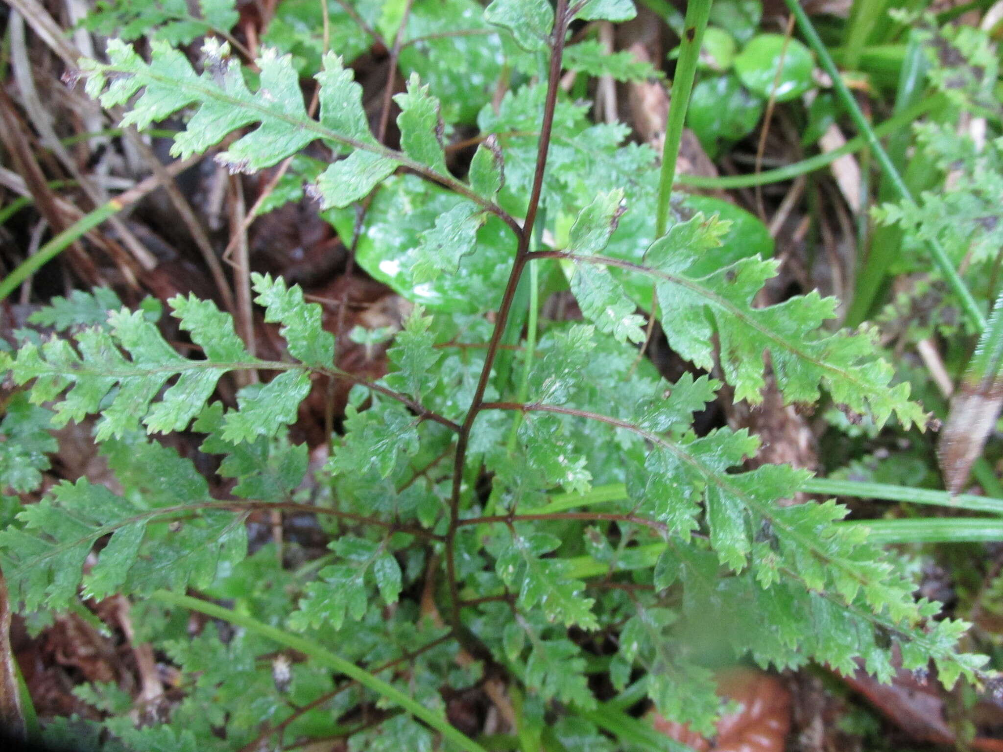 Image of Pteris macilenta A. Rich.