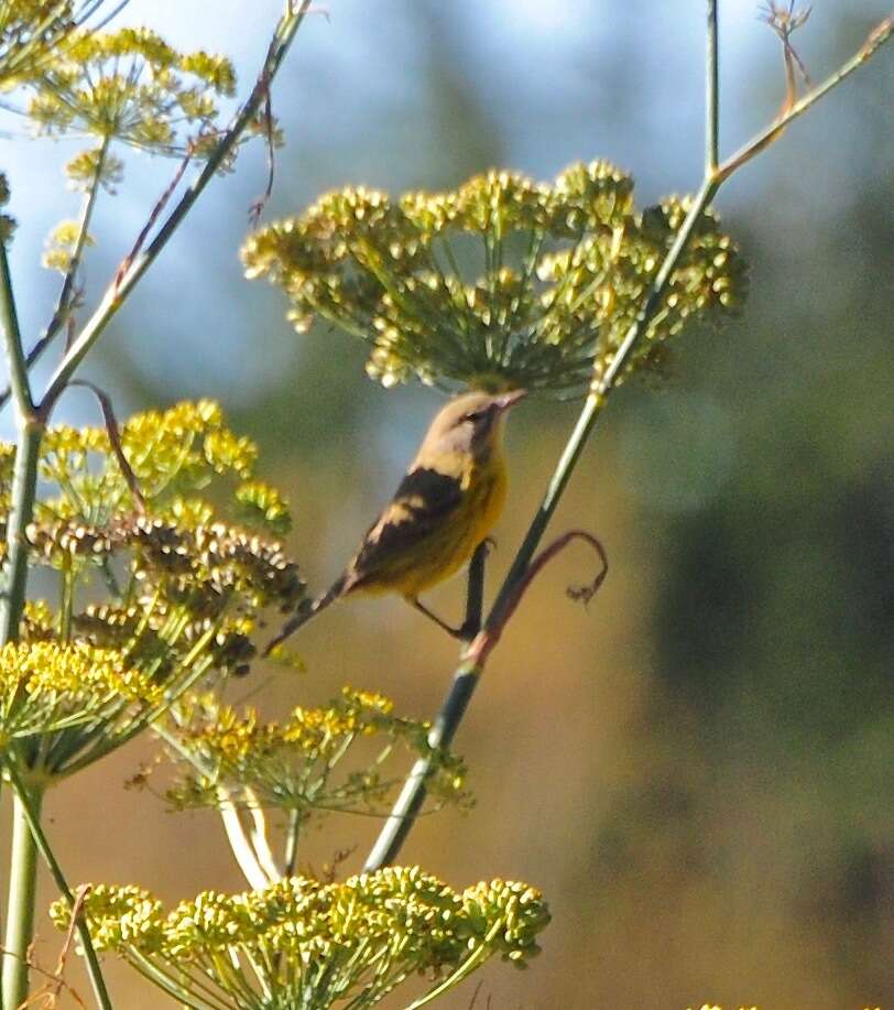 Image of Prairie Warbler