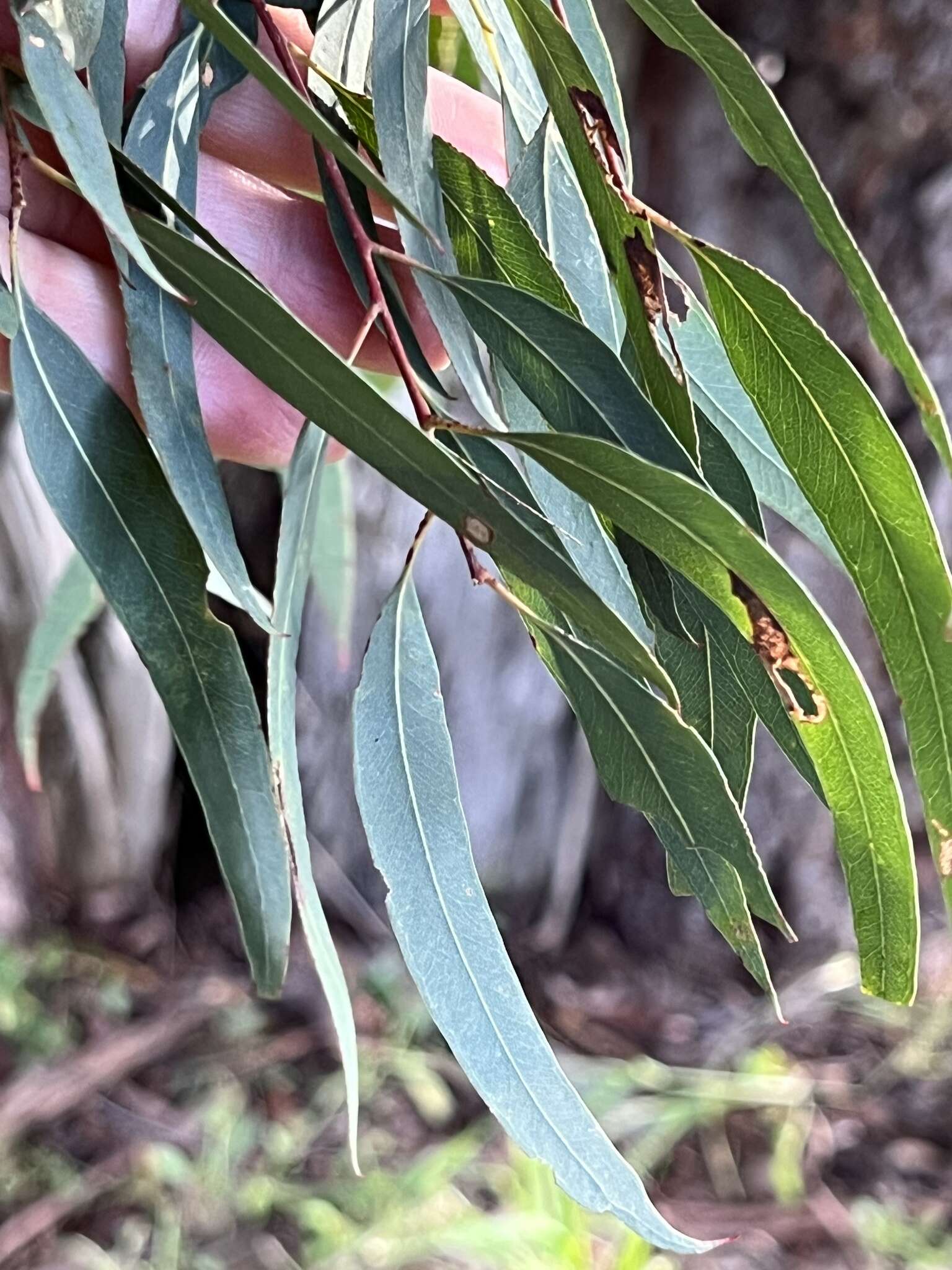 Image of Eucalyptus nicholii Maiden & Blakely