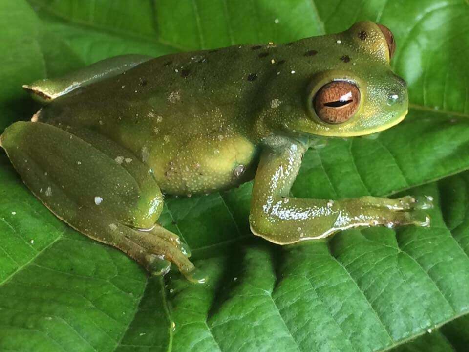 Hyloscirtus palmeri (Boulenger 1908)的圖片