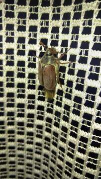 Image of Common cockchafer