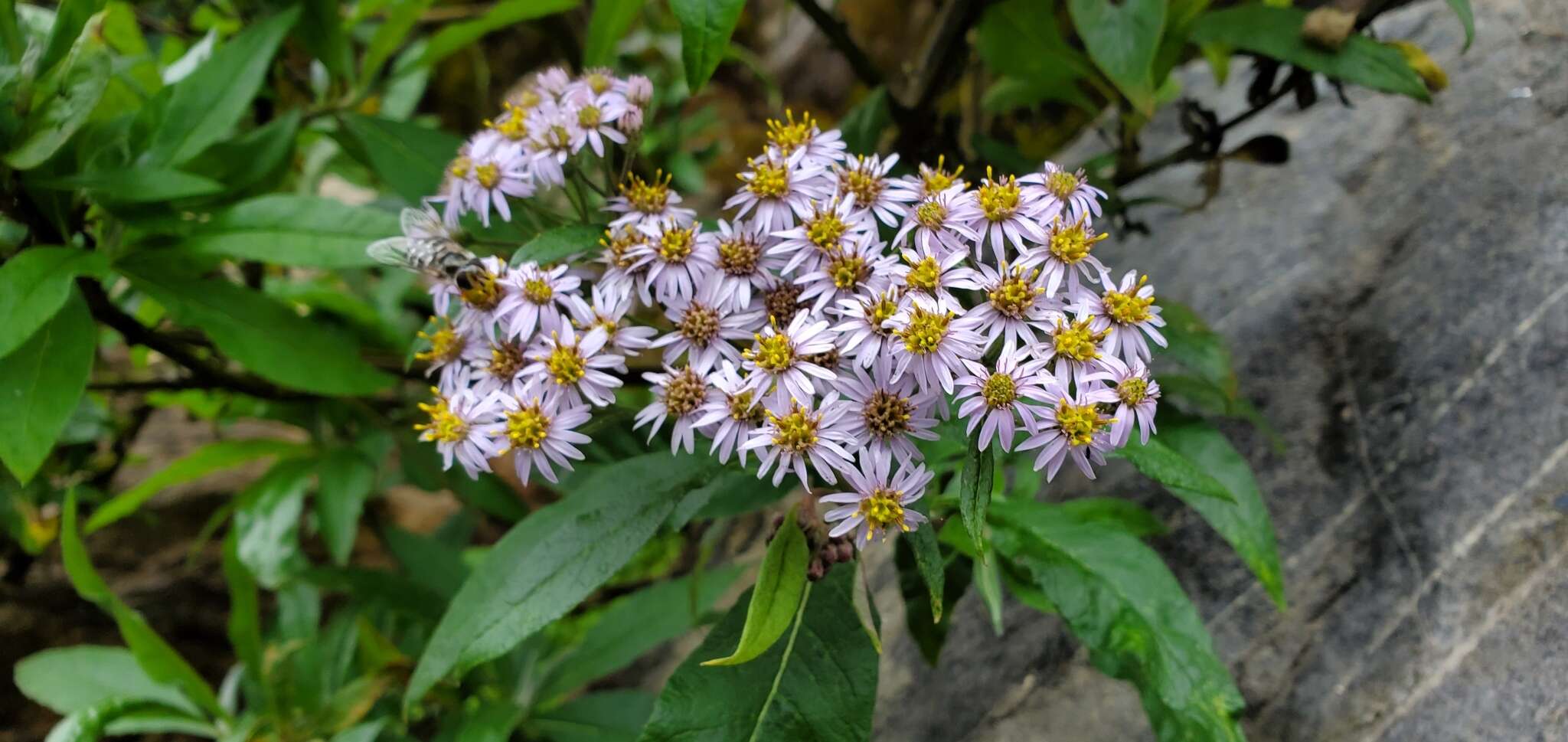 Image de Aster albescens (DC.) Wall. ex Hand.-Mazz.