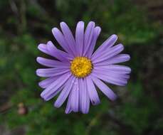 Image de Olearia rudis (Benth.) F. Müll.