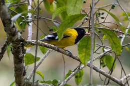 Image of Black-tailed Oriole