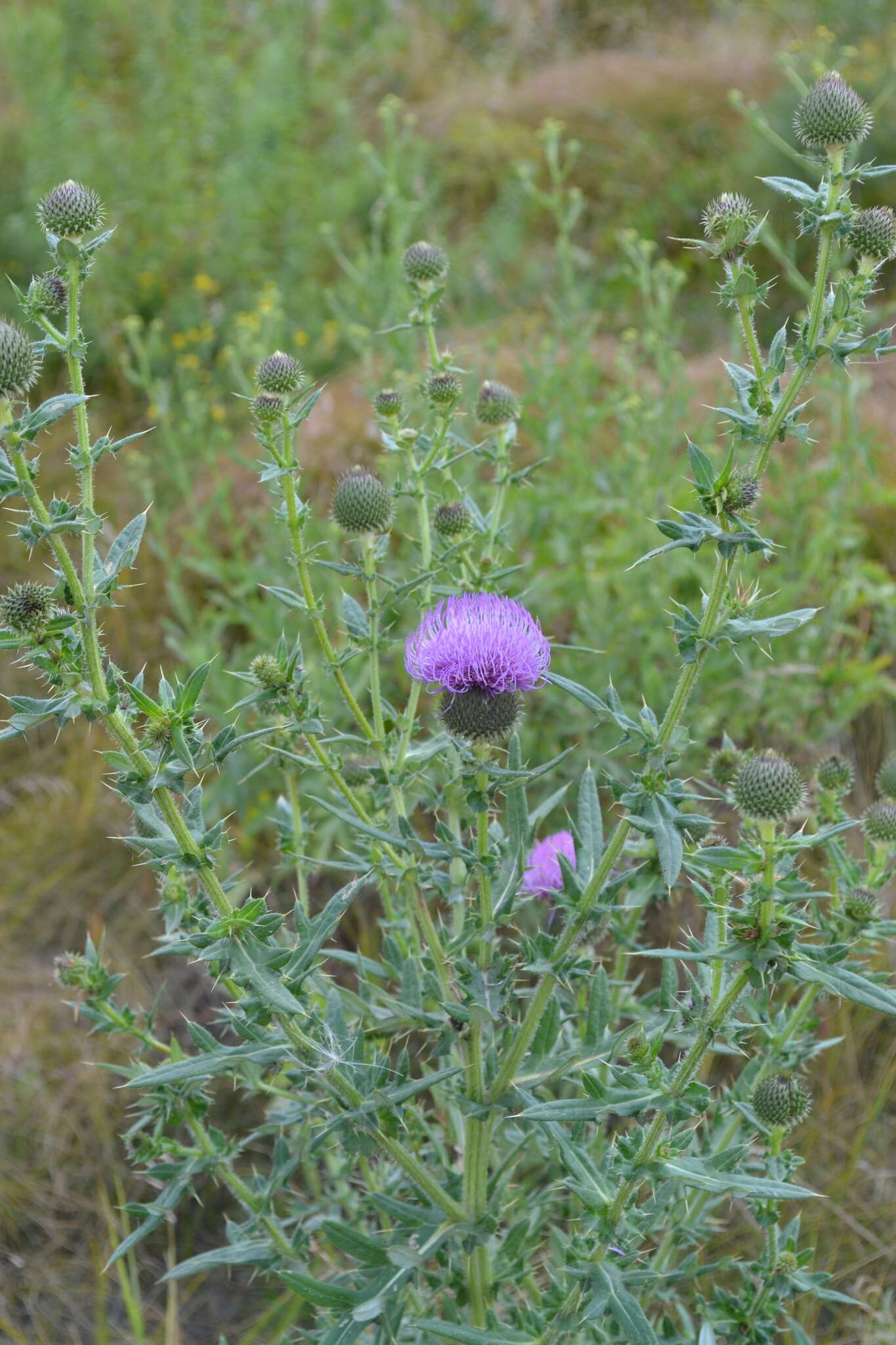 Image of Cirsium serrulatum (M. Bieb.) Fischer