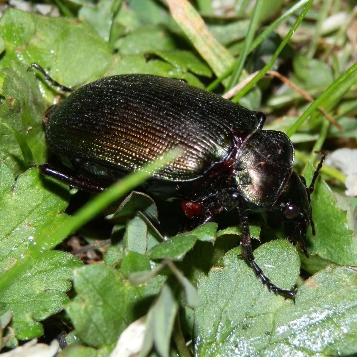 Imagem de Calosoma (Calosoma) schayeri Erichson 1842