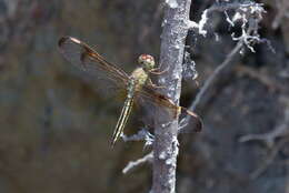 Image de <i>Neurothemis stigmatizans bramina</i> Guerin 1830