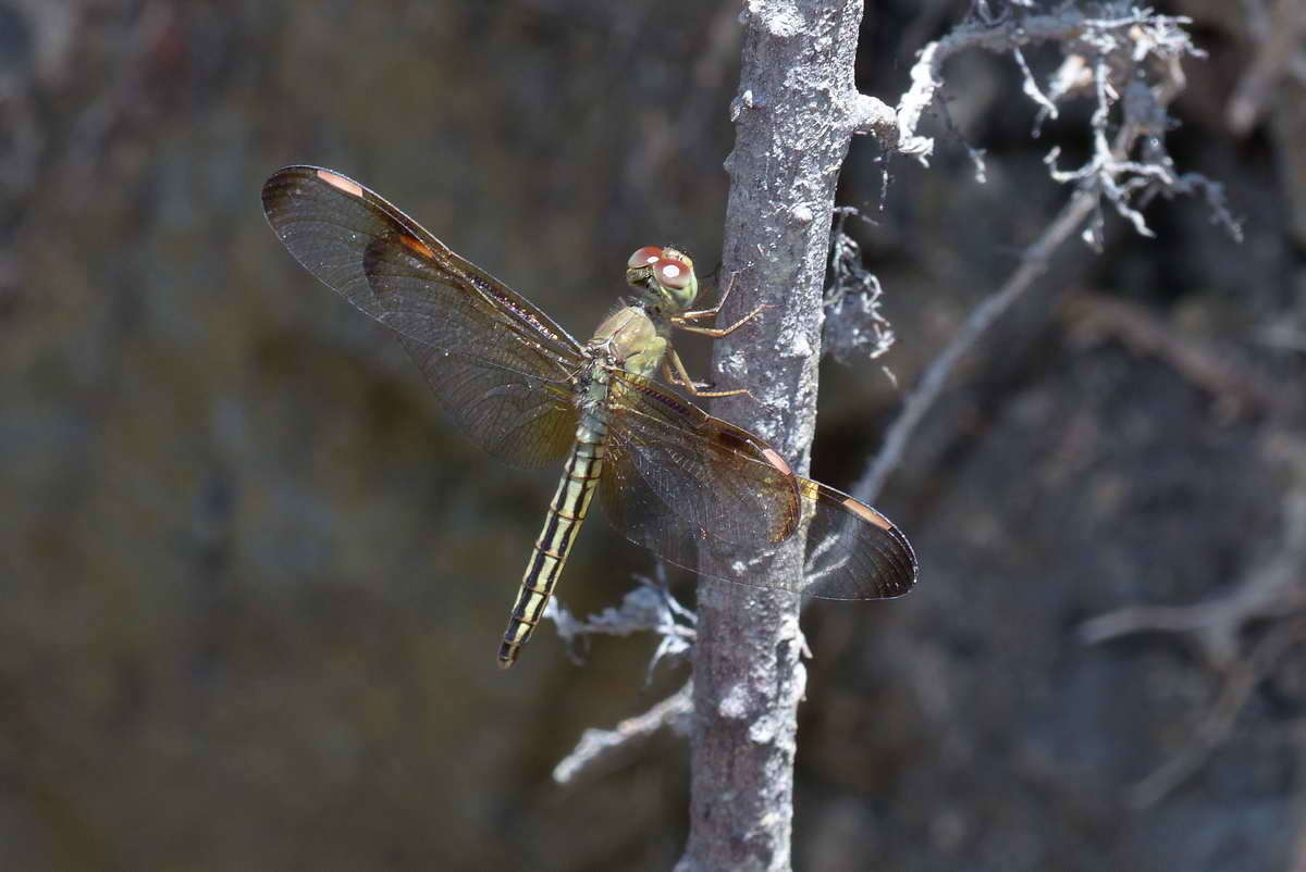 <i>Neurothemis stigmatizans bramina</i> Guerin 1830 resmi