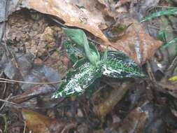 Image of Goodyera pusilla Blume