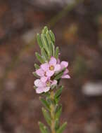 Image of Zieria veronicea subsp. veronicea