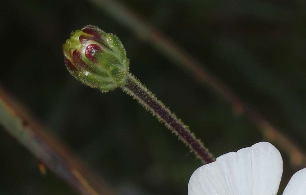 Image de Tridax palmeri A. Gray