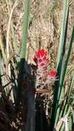 Image of Castilleja arvensis var. pastorei