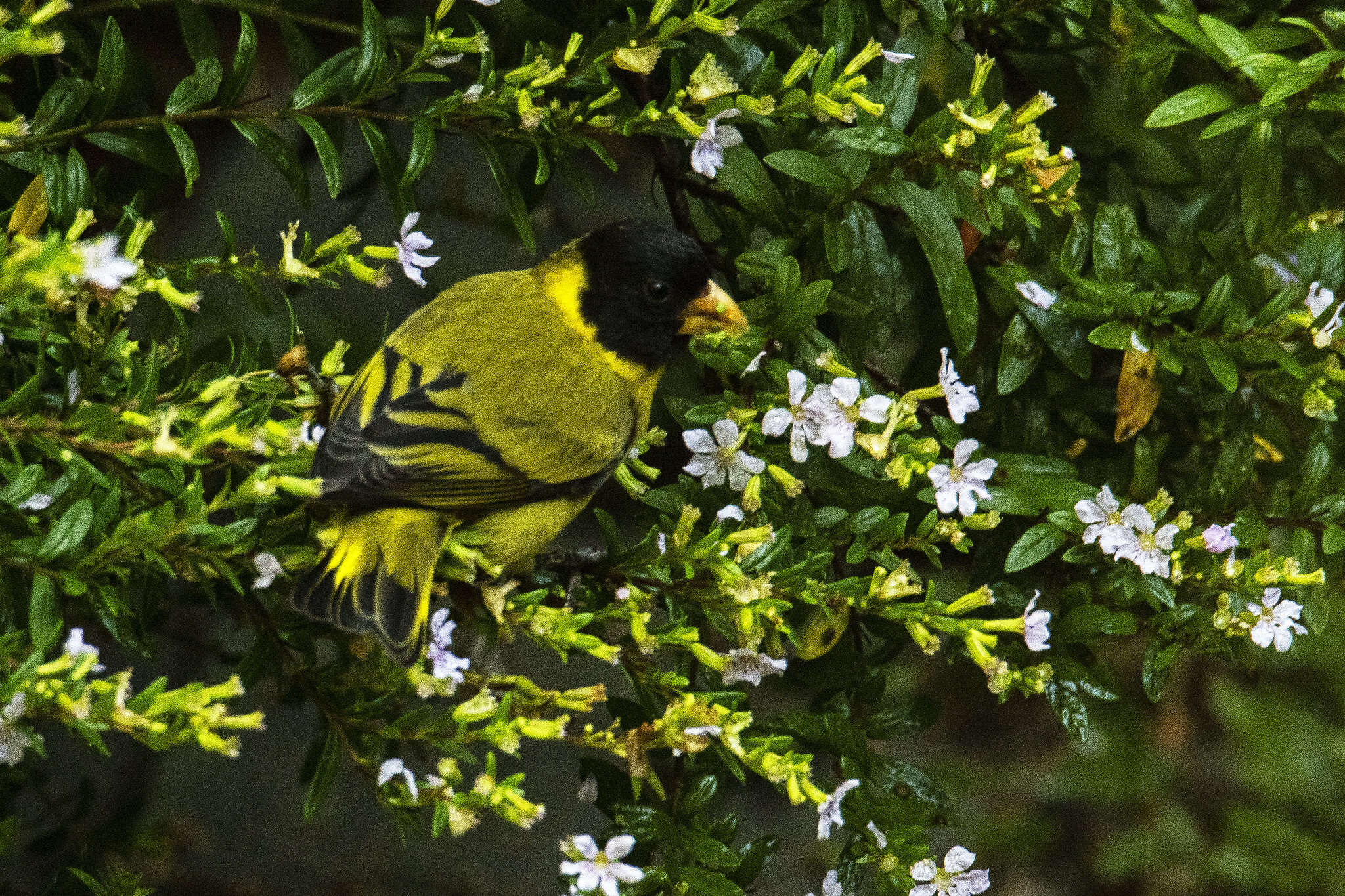 Spinus dominicensis (Bryant & H 1867)的圖片