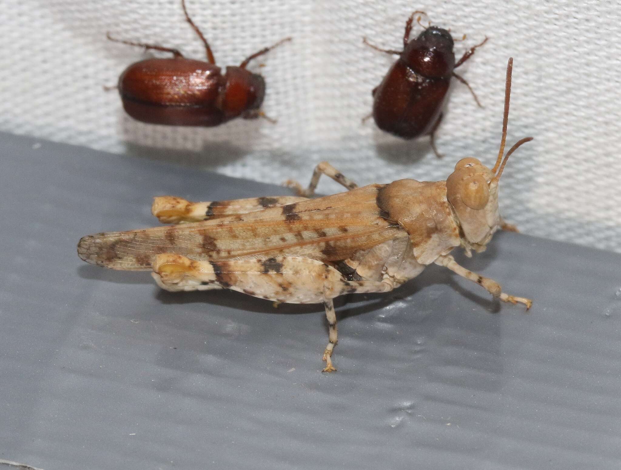 Image of Cream Grasshopper