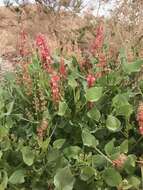 Rumex cyprius Murb. resmi