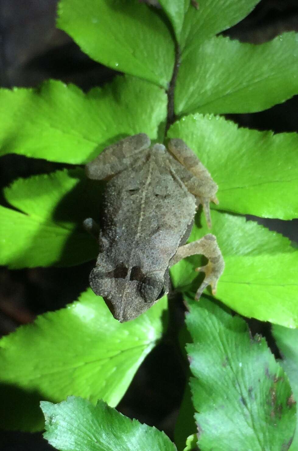 Image of Rhinella castaneotica (Caldwell 1991)