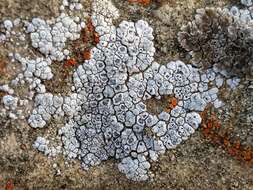 Image of Hoary cobblestone lichen;   Cracked lichen