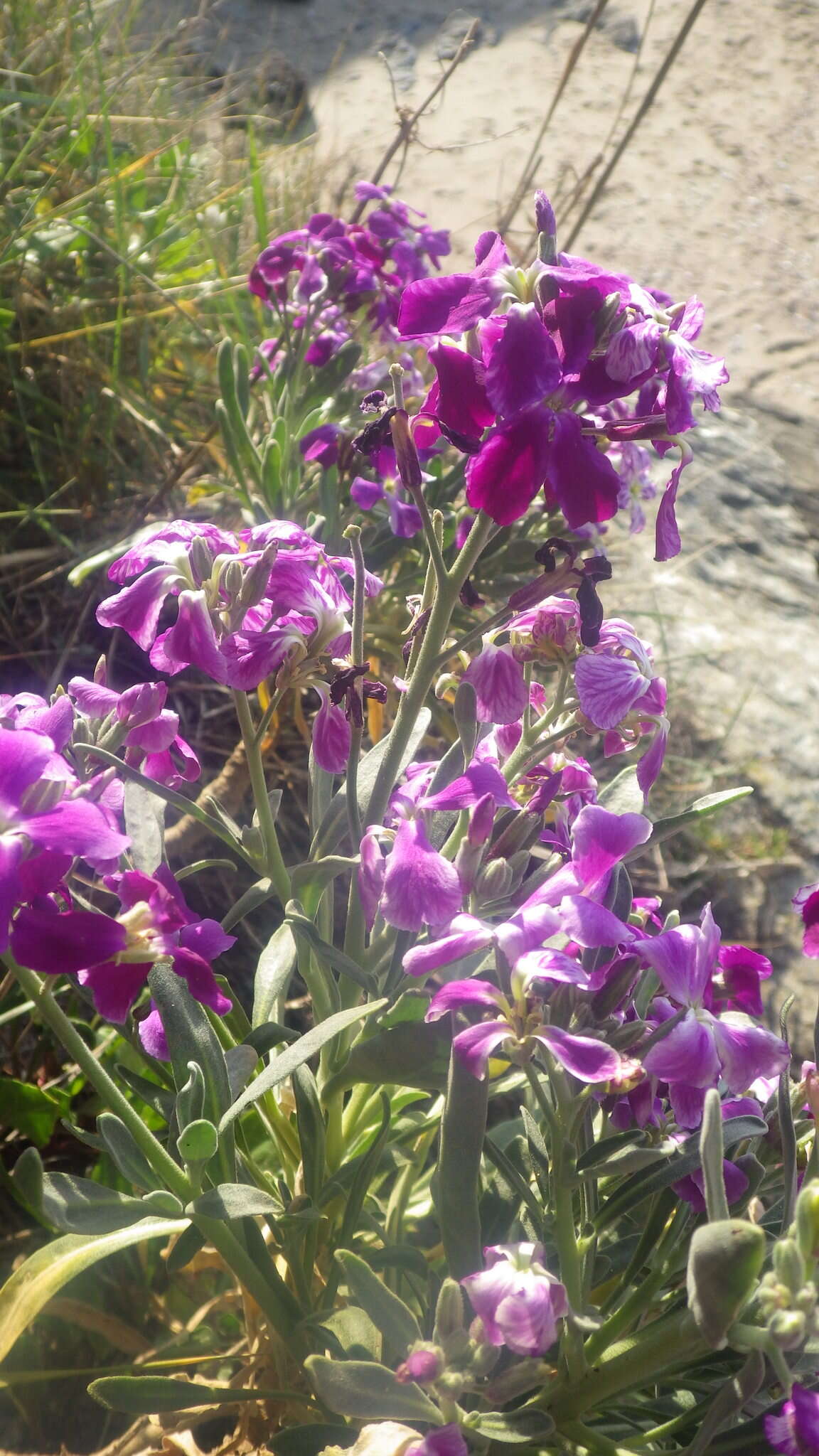 Image of Matthiola incana subsp. incana