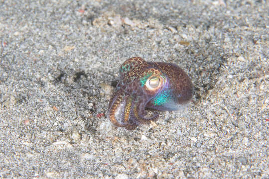 Image of Humming-bird Bobtail Squid