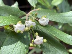 Image of Bowkeria cymosa Mac Owan