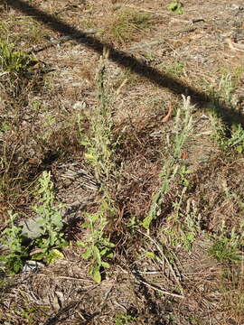 Image of Pterocaulon redolens