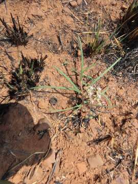 Image of Asclepias brevipes (Schltr.) Schltr.