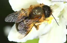 Imagem de Osmia pedicornis Cockerell 1919