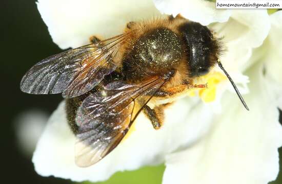 Image of Osmia pedicornis Cockerell 1919