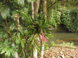 Image of Billbergia amoena (G. Lodd.) Lindl.