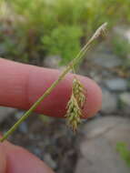 Image of chestnut sedge