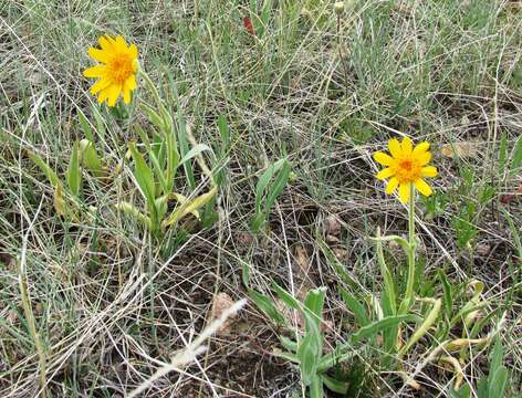 Image of twin arnica