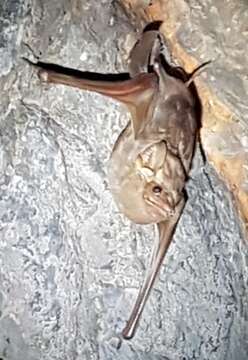 Image of Common Sheath-tailed Bat