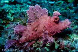 Image of Eschmeyer's scorpionfish