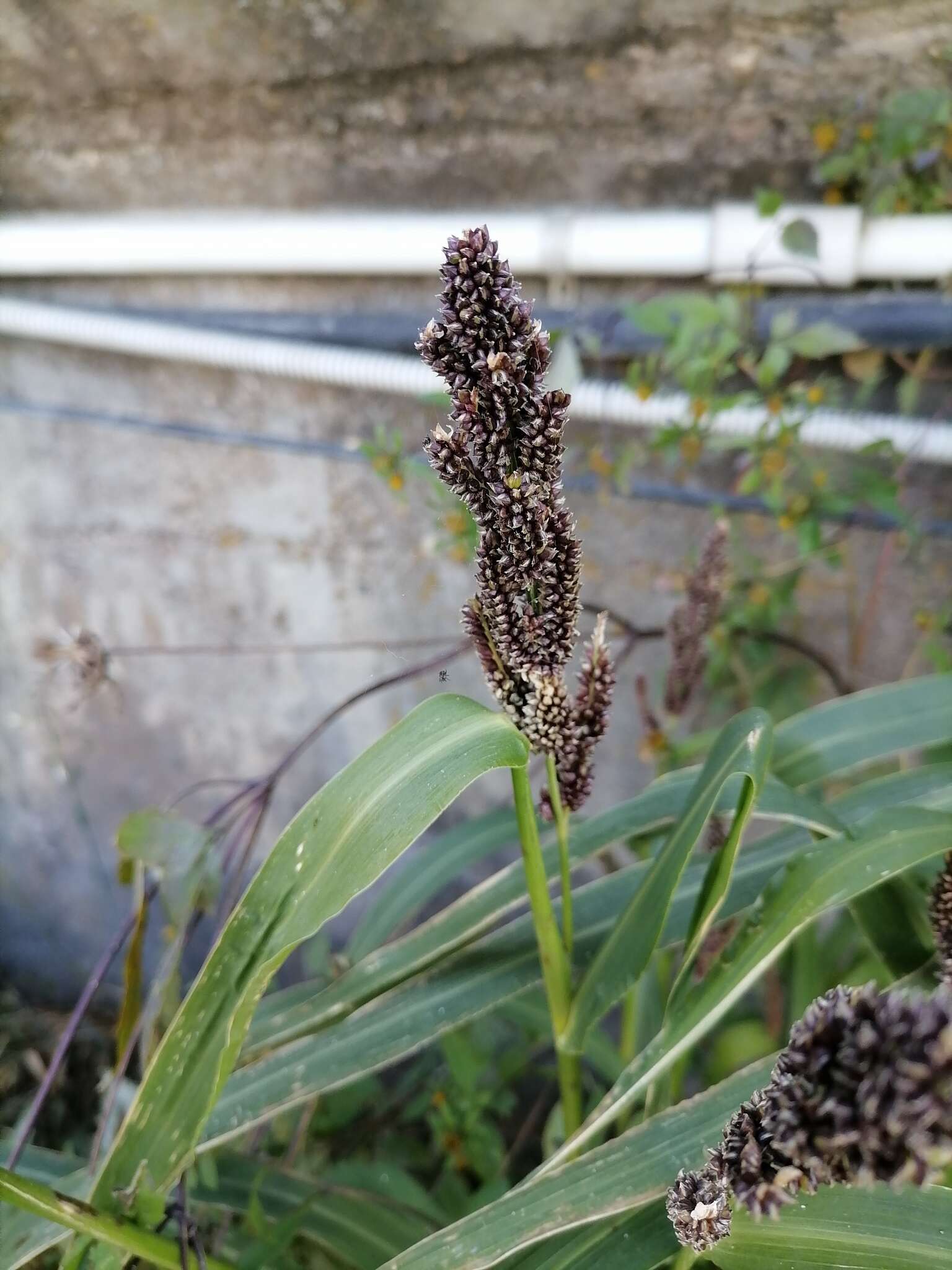 Echinochloa esculenta (A. Braun) H. Scholz resmi