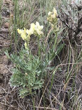 Слика од Oxytropis campestris (L.) DC.