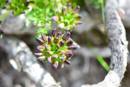 Image of Chaerophyllum taiwanianum (Masam.) K. F. Chung