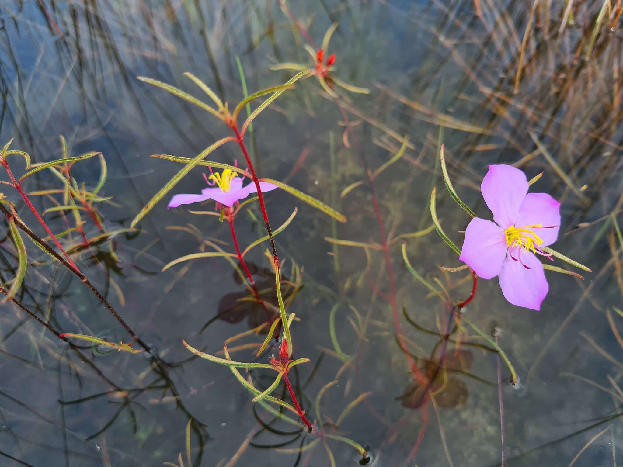 Imagem de Antherotoma debilis (Sond.) H. Jacques-Félix