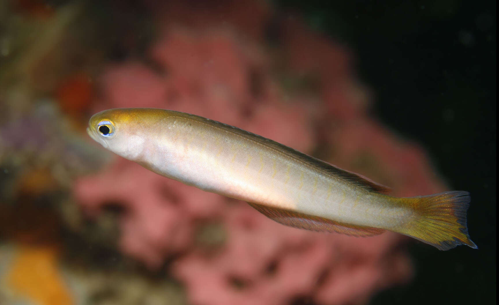 Image of Noarlunga hulafish