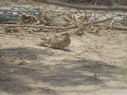 Image of Egyptian Nightjar