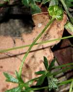 Image of Ranunculus glabrifolius Hook.