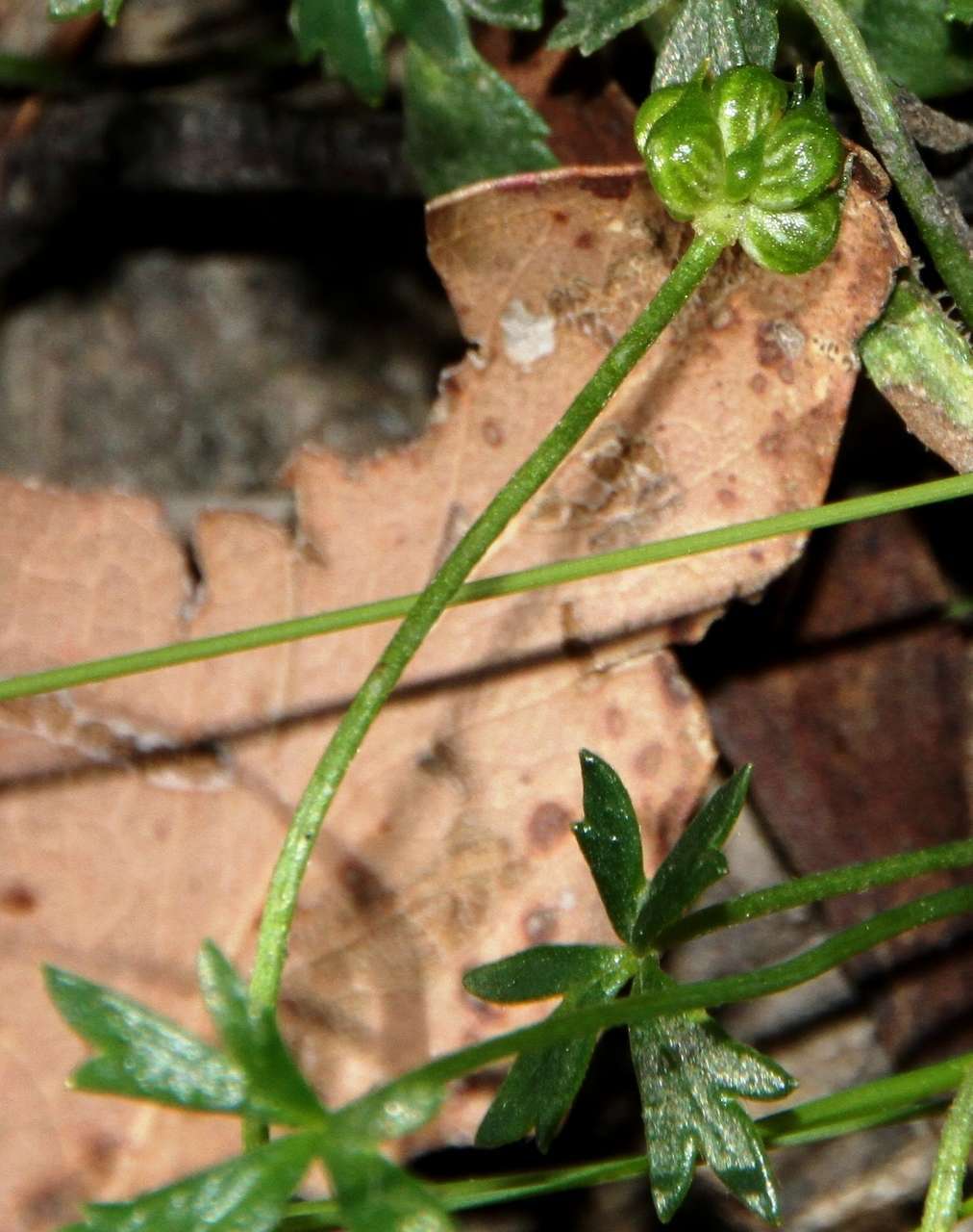 Слика од Ranunculus glabrifolius Hook.