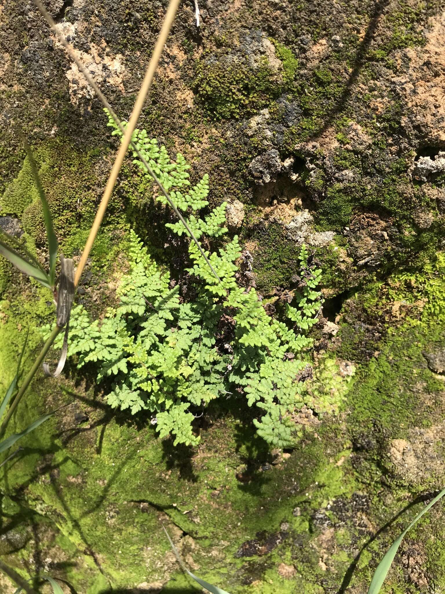 Plancia ëd Oeosporangium pteridioides subsp. acrosticum (Balb.) Fraser-Jenk. & Pariyar