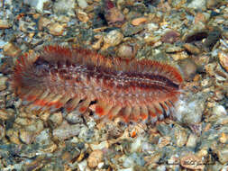 Image of red-tipped fireworm