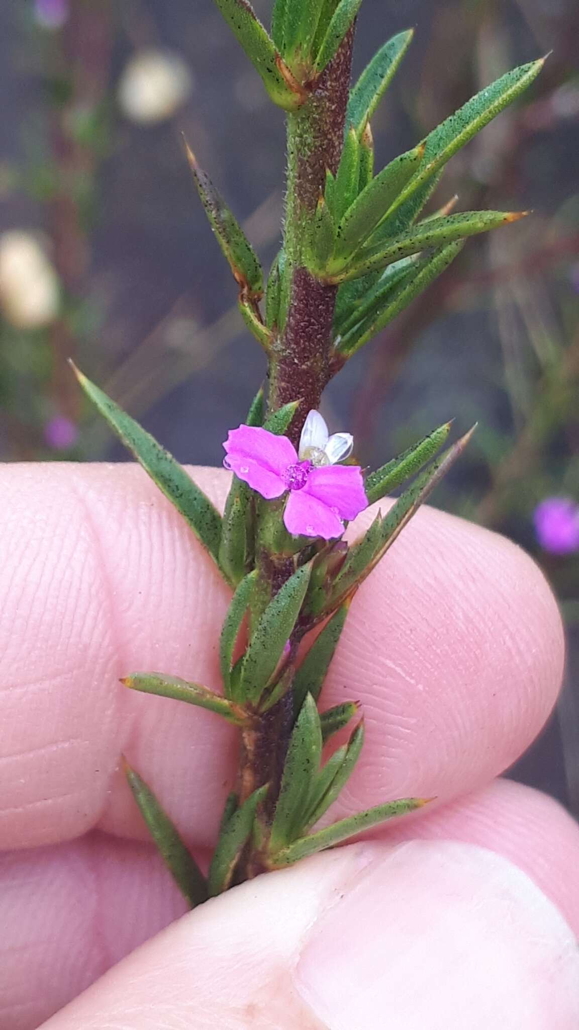 Image of Muraltia brachypetala Dod