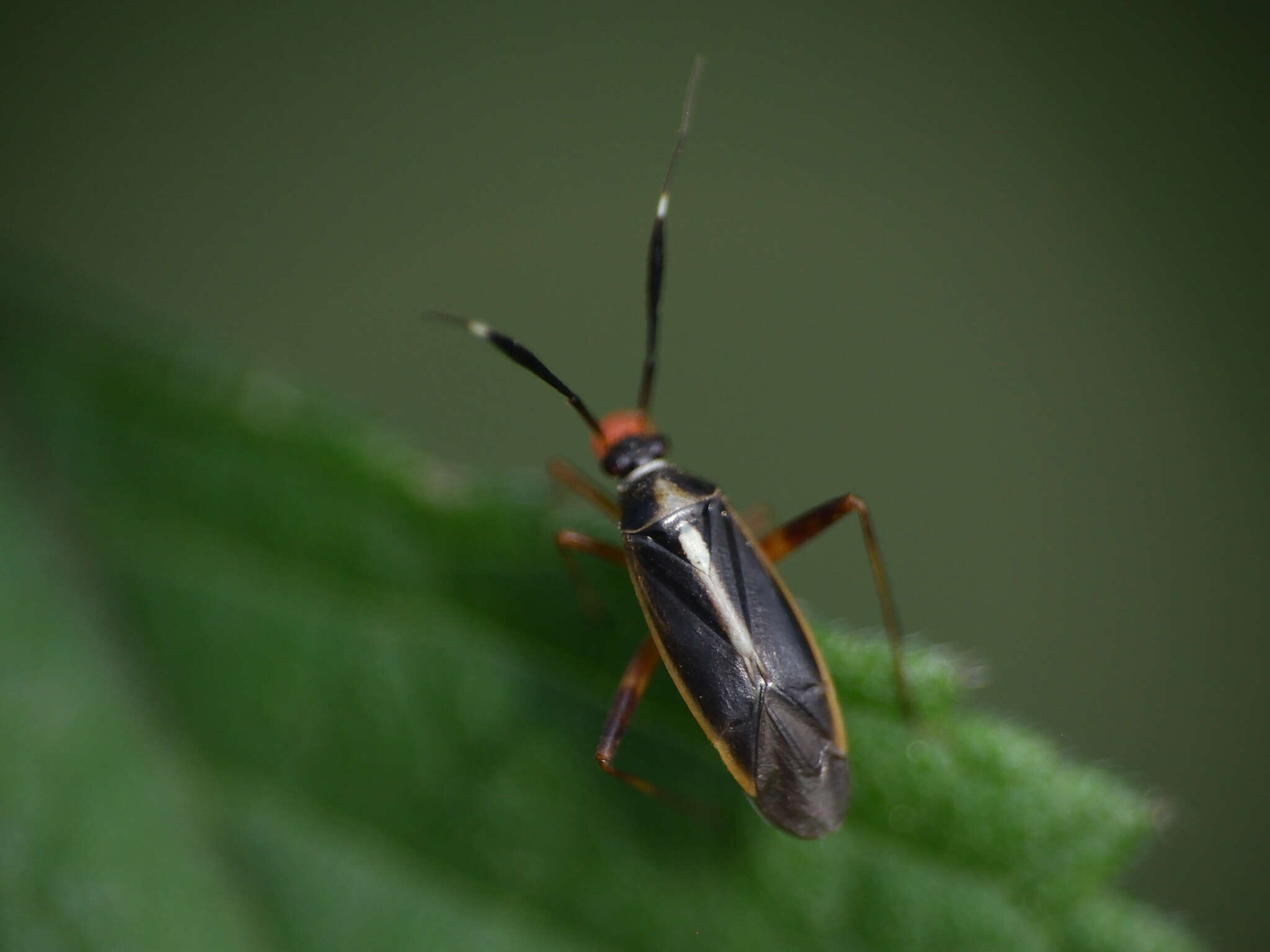 Image of Garganus albidivittis Stal 1862