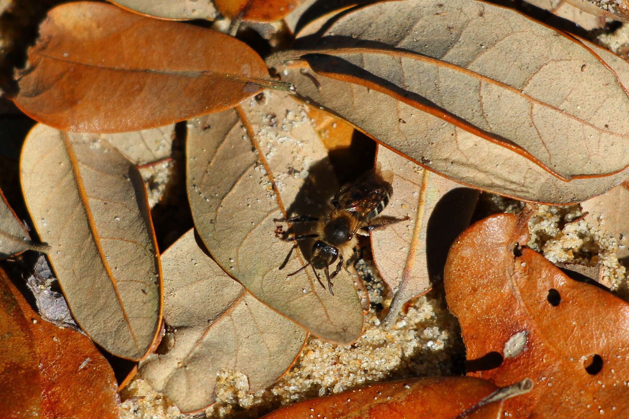 Image of Bradley's Andrena