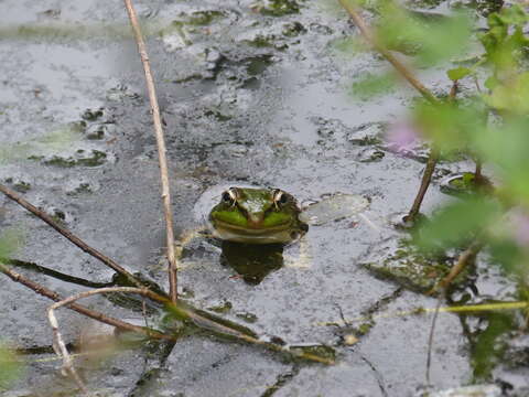 Image of Lithobates bwana (Hillis & de Sá 1988)